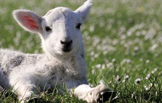 Lamb Cuddles at Farmer Gows, Oxfordshire