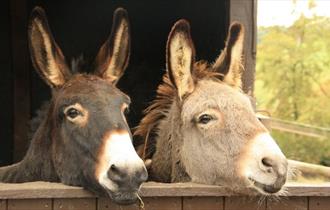 Isle of Wight Donkey Sanctuary Experience