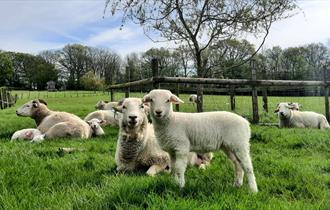 sheep and lambs facing the camera, standing in a field