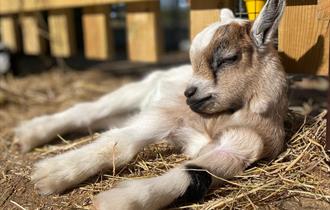 baby goat laying in the sun