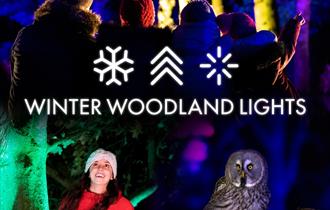 Winter Woodland Lights at Hawk Conservancy Trust