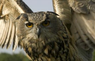 Haven Falconry