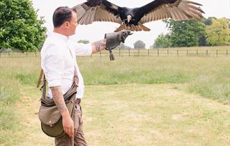 Kent Falconry Centre