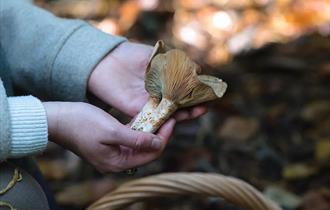<img src="foraging.jpg" alt="">