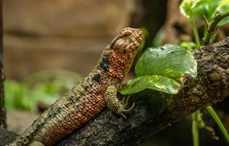Hertfordshire Zoo