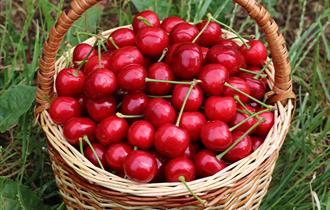Sour Cherry Soup