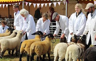 Livestock at the Royal Isle of Wight County Show  2023 - What's On, events