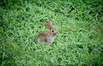 Bunny in a field