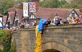 Ducks being released from Arundel Medieval Bridge for the annual duck race as part of Arundel Festival of Arts