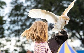 Image of the falconry display