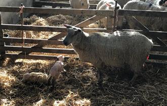 Visit the Lambing Yard at Coombes