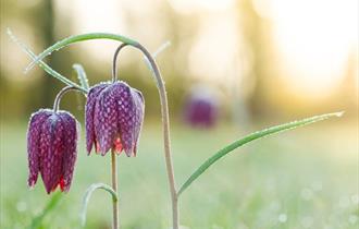 Fritillary Season at Waterperry Garden