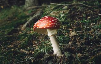 <img src="fungi.jpg" alt="">