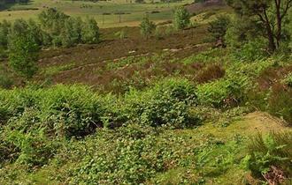 Flora Thompson Circular Walk