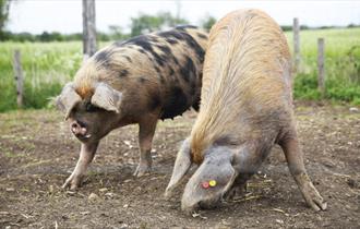 Hogshaw Farm & Wildlife Park