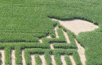 Coombes Amazing Maize Maze