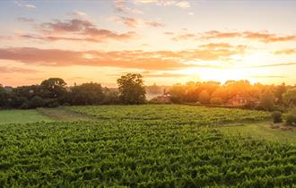 Oaken Grove Vineyard