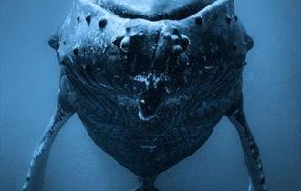 How to be a Whale