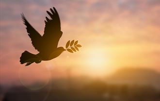 Dove of peace