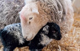 Love and Lambs at Odds Farm Park
