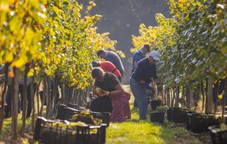 Sip, Snip & Savour: Grape Picking Experience