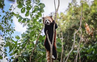 Marwell zoo new year new offer!