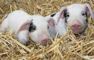 Piglets at Odds Farm Park