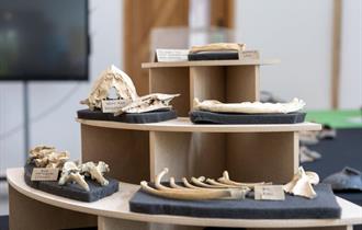 Pop-up Museum
