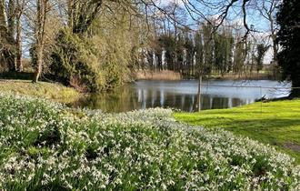 Snowdrops in front of a lake