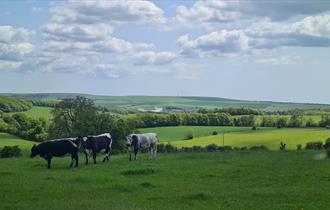 Cows grazing in the foreground with the beautiful rolling landscape of Stanmer Park in the distance behind them.