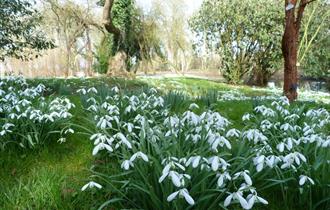 Snowdrop Season at Waterperry Garden