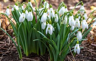 Snowdrops at Highdown Gardens