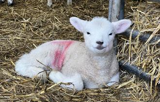 A newborn lamb at Godstone Farm.