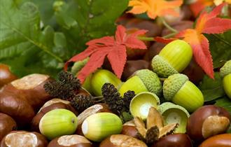 <img src="autumn.jpg" alt="">