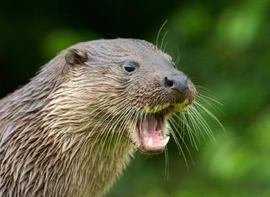 British Wildlife Centre - Animal Collection / Zoo in Lingfield ...