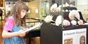 Child reading information by a display of seashells at Bexhill Museum