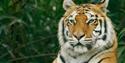 Tiger at Wildheart Animal Sanctuary, Attraction, Sandown, Isle of Wight