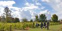 Brightwell Vineyard