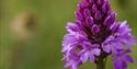 Flowers growing at Watlington Hill, Oxfordshire