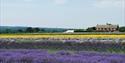 Lavender Fields