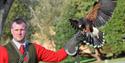 Birds of Prey at Leeds Castle, Kent