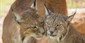 Two Eurasian Lynx at Wildheart Animal Sanctuary, Attraction, Sandown, Isle of Wight