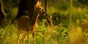 Deer Photo taken at Alver Valley Country Park Credit: Andrew Whitmarsh