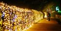 Windsor Great Park Illuminated, image Giles Smith