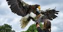 Eagle Heights Wildlife Foundation