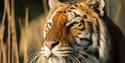 Tiger at Wildheart Animal Sanctuary, Sandown, Things to Do