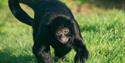 Monkey at Wildheart Animal Sanctuary, Attraction, Sandown, Isle of Wight