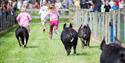 Rare Breeds Centre