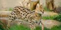 Serval at Wildheart Animal Sanctuary, Attraction, Sandown, Isle of Wight