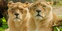 Two lions at Wildheart Animal Sanctuary, Attraction, Sandown, Isle of Wight